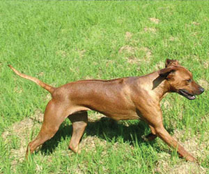 RogueRiver Chamba Rowdy Boy of Kandu