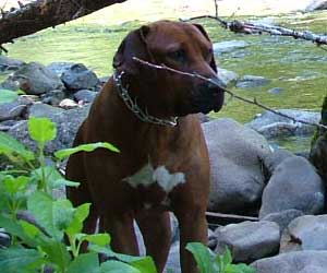 RogueRiver Chamba Rowdy Boy of Kandu