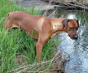 RogueRiver Chamba Rowdy Boy of Kandu