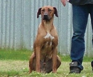 RogueRiver Chamba Rowdy Boy of Kandu