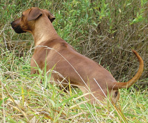 RogueRiver Chamba Rowdy Boy of Kandu