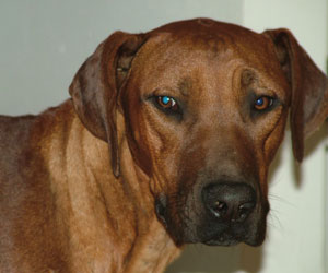 King Khufu ApacheRidge Ranch Yacolt, Washington