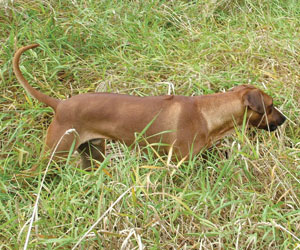 RogueRiver Chamba Rowdy Boy of Kandu