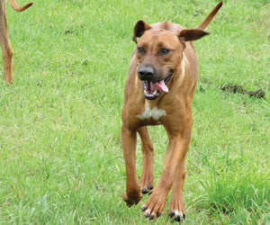 RogueRiver Chamba Rowdy Boy of Kandu