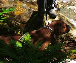 RogueRiver Chamba Rowdy Boy of Kandu