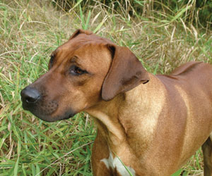 RogueRiver Chamba Rowdy Boy of Kandu - ApacheRidge Ranch Yacolt, Washington