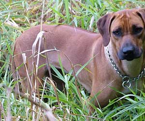 ApacheRidges Cowgirl of The Warlord