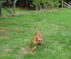 ApacheRidges Cowgirl of The Warlord