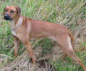 ApacheRidges Cowgirl of The Warlord