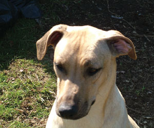 Chamba Sahib Kisha Benaiah