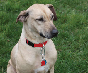 Chamba Sahib Kisha Benaiah