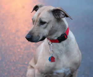 Chamba Sahib Kisha Benaiah