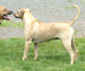 Chamba Sahib Kisha Benaiah