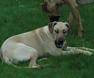 Chamba Sahib Kisha Benaiah