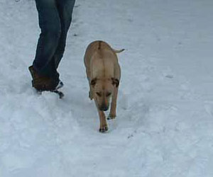 Chamba Sahib Kisha Benaiah