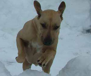 Chamba Sahib Kisha Benaiah