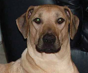 Chamba Sahib Kisha Benaiah