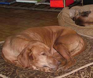 SouthRidge Apache Red Kelly