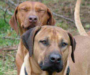 SouthRidge Apache Red Kelly