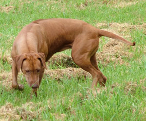 SouthRidge Apache Red Kelly