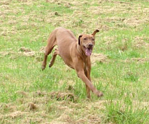 SouthRidge Apache Red Kelly