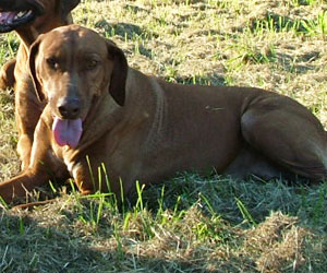 SouthRidge Apache Red Kelly