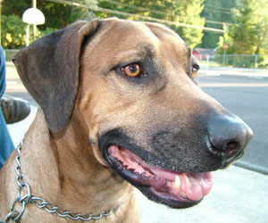 King Khufu ApacheRidge Ranch Oakville, Washington