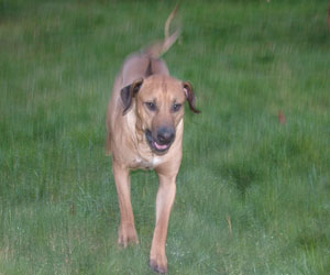 King Khufu ApacheRidge Ranch Oakville, Washington