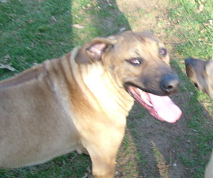 King Khufu ApacheRidge Ranch Rhodesian Ridgebacks Oakville, Washington