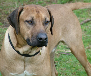 Benevolnt King Khufu of Giza