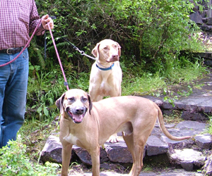 King Khufu ApacheRidge Ranch Rhodesian Ridgebacks Oakville, Washington