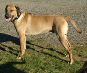 King Khufu ApacheRidge Ranch Rhodesian Ridgebacks Oakville, Washington