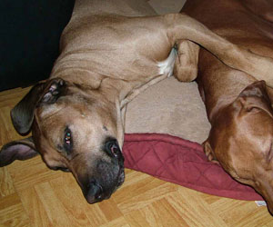 King Khufu ApacheRidge Ranch Rhodesian Ridgebacks Oakville, Washington