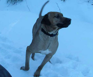 King Khufu ApacheRidge Ranch Rhodesian Ridgebacks Oakville, Washington