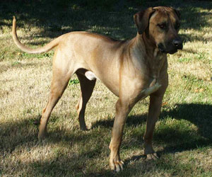 King Khufu ApacheRidge Ranch Rhodesian Ridgebacks Oakville, Washington