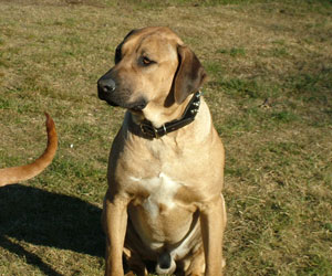King Khufu ApacheRidge Ranch Rhodesian Ridgebacks Oakville, Washington