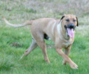 King Khufu ApacheRidge Ranch Rhodesian Ridgebacks Oakville, Washington