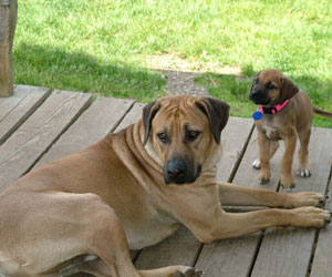 King Khufu ApacheRidge Ranch Rhodesian Ridgebacks Oakville, Washington