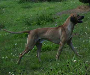 King Khufu ApacheRidge Ranch Rhodesian Ridgebacks Oakville, Washington