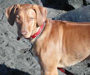 LewisRiver Redfire Mandy