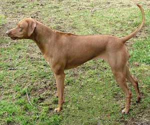 LewisRiver Redfire Mandy