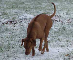 LewisRiver Redfire Mandy