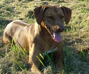 LewisRiver Redfire Mandy