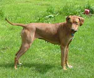 LewisRiver Redfire Mandy