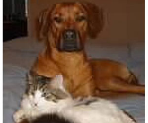 ApacheRidge Ranch Ridgebacks ~ Songbird's Princess Nevaeh