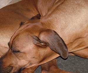 ApacheRidge Ranch Ridgebacks ~ Songbird's Princess Nevaeh