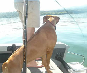 ApacheRidge Ranch Ridgebacks ~ Songbird's Princess Nevaeh