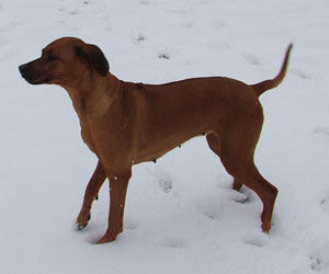 ApacheRidge Ranch Ridgebacks ~ Songbird's Princess Nevaeh