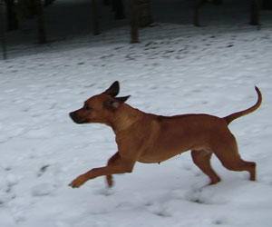 ApacheRidge Ranch Ridgebacks ~ Songbird's Princess Nevaeh