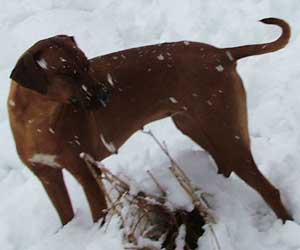 ApacheRidges Nyja Jewel of The Delta